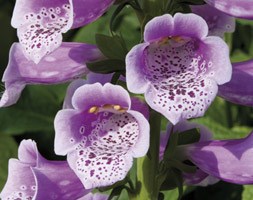 Digitalis purpurea 'Dalmatian Rose' (Dalmatian Series) (foxglove)