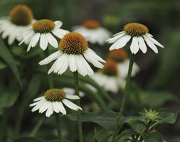 Echinacea PowWow White ('Pas709018') (PowWow Series) (coneflower)