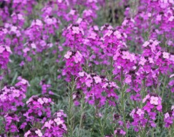 Erysimum 'Bowles's Mauve' (wallflower)