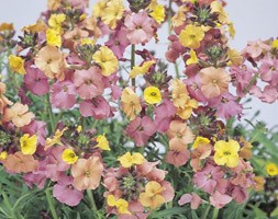 Erysimum 'Pastel Patchwork' (wallflower)