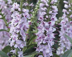 Veronica 'Pink Harmony' (speedwell)