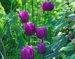 Tulipa 'Purple Flag' (triumph tulip bulbs)