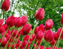 Tulipa 'Burgundy Lace' (fringed tulip bulbs)