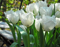 Tulipa 'Swan Wings' (fringed tulip bulbs)