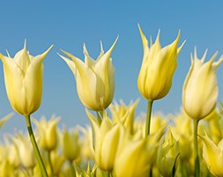 Tulipa 'Sapporo' (lily flowered tulip bulbs)