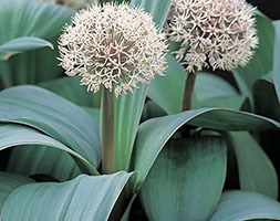 Allium karataviense (Turkestan onion bulbs)