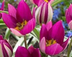 Tulipa humilis 'Persian Pearl' (species tulip bulbs)