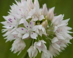 Allium amplectens 'Graceful Beauty' (allium bulbs)