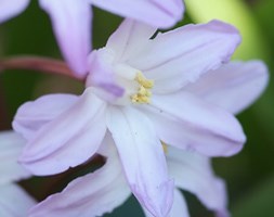 Chionodoxa 'Pink Giant' (glory of the snow bulbs)