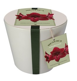 Ceramic pot & amaryllis 'Benfica' gift set (Hippeastrum 'Dancing Queen' gift set)
