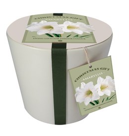 Ceramic pot & amaryllis 'Christmas Gift' gift set (Hippeastrum 'Dancing Queen' gift set)