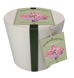 Ceramic pot & amaryllis 'Dancing Queen' gift set (Hippeastrum 'Dancing Queen' gift set)