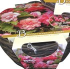 Pink begonias and hanging basket gift set