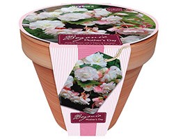 Begonia 'Mothers Day' and enamel pot gift set (Begonia 'Mothers Day' and enamel pot gift set)