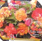 Golden begonias and hanging basket gift set