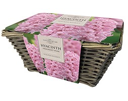 Indoor pink hyacinths and wicker basket gift set (gift set)
