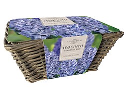 Indoor blue hyacinths and wicker basket gift set (gift set)