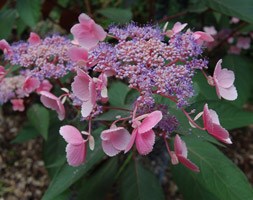 Hydrangea aspera 'Hot Chocolate' (rough leaved hydgrangea)