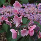 Hydrangea aspera 'Hot Chocolate'