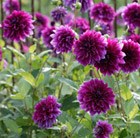 Dahlia 'Thomas A. Edison'