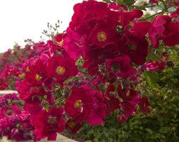 Rosa Flower Carpet Red Velvet ('Noare') (PBR) (ground cover rose)