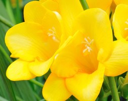 Freesia 'Yellow' (freesia bulbs)