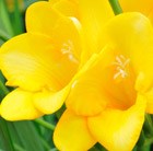 Freesia 'Golden Yellow'