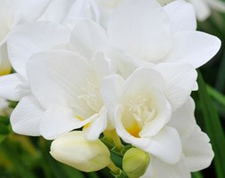 Freesia 'White' (freesia bulbs)