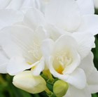 Freesia 'White'