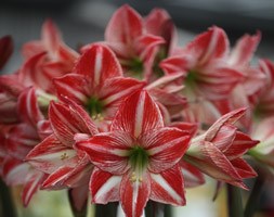 Hippeastrum 'Fairytale' (belladona lily)