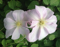 Clematis 'JeanneÂ’s Pink' (clematis (group 2))