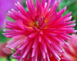 Dahlia 'City of Leiden' (dahlia tuber)