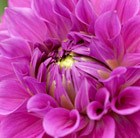 Dahlia 'Melody Fanfare' (PBR)