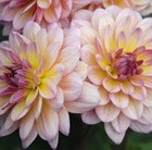 Dahlia 'Zingaro'