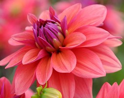 Dahlia 'American Dawn' (dahlia tuber)
