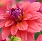 Dahlia 'American Dawn'