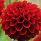 Dahlia 'Red Fox'