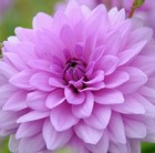 Dahlia 'Blue Boy'