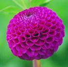 Dahlia 'Rocco'