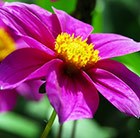 Dahlia 'Mies'