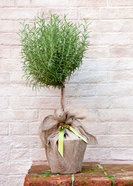 Rosmarinus officinalis 'mini stem standard' (rosemary mini standard)