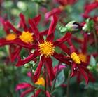 Dahlia 'Honka Red'