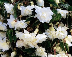Begonia (Pendula Group) 'White Giant' (begonia tuber)
