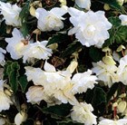 Begonia (Pendula Group) 'White Giant'