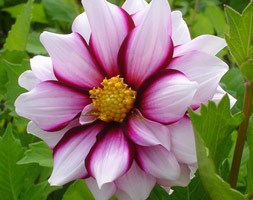 Dahlia 'Edge of Joy' (dahlia tuber)