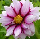 Dahlia 'Edge of Joy'