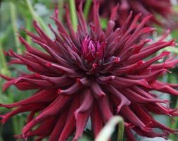 Dahlia 'Black Narcissus' (dahlia tuber)