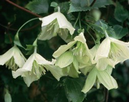 Clematis cirrhosa 'Ourika Valley' (clematis (group 1))