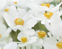 Anemone sylvestris (Snowdrop anemone)