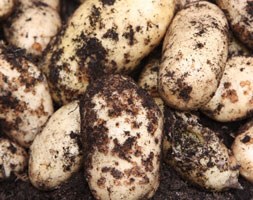 potato 'International Kidney' (potato - early maincrop)